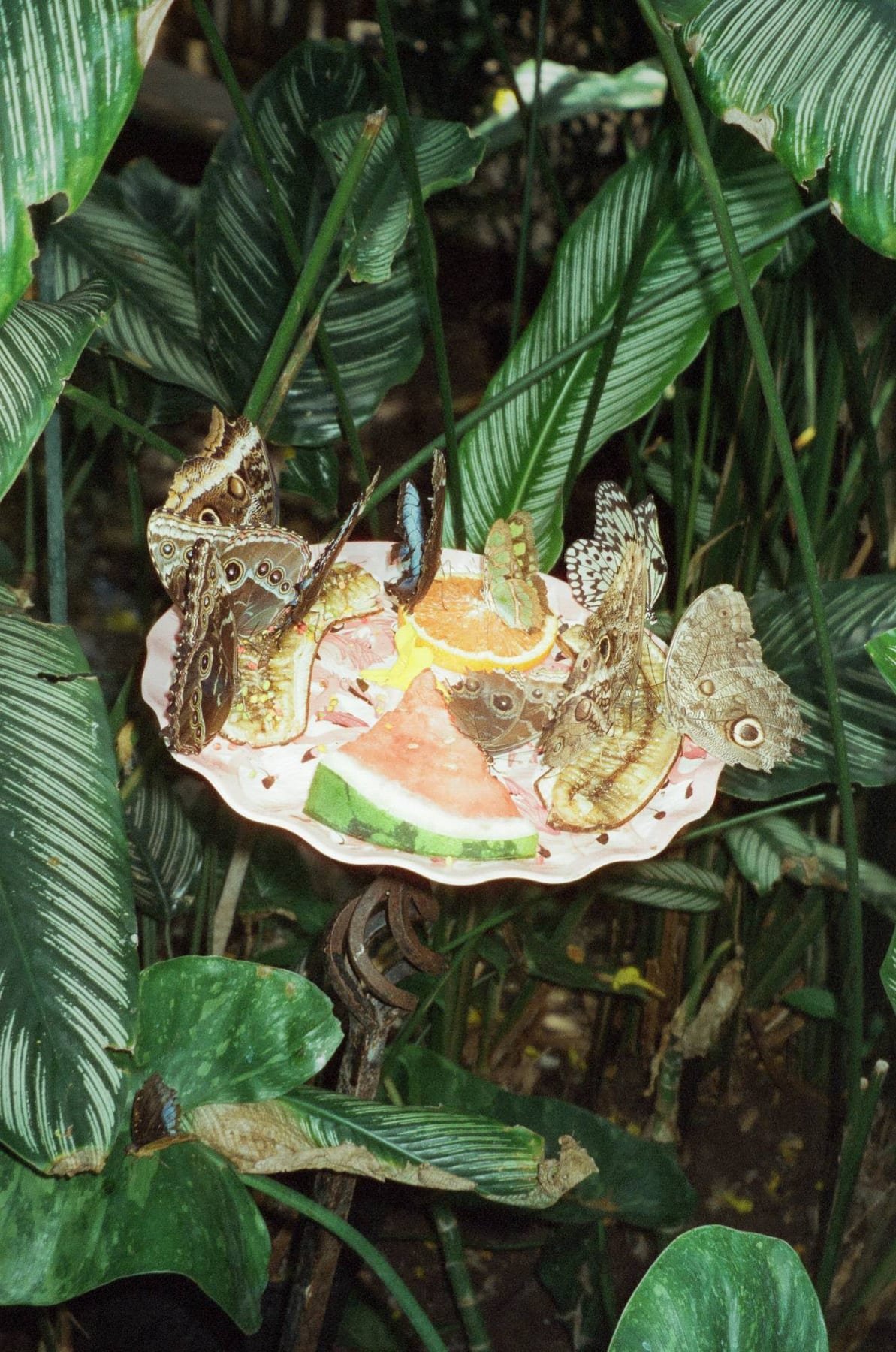 Butterflies on a fruit plate