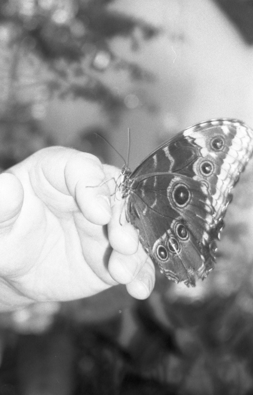 Butterfly resting on a hand, black and white
